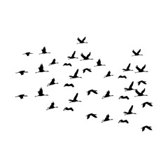 ducks are flying in a shoal