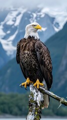 Majestic Bald Eagle Perched Amidst Snowy Mountain and River Backdrop with Copyspace