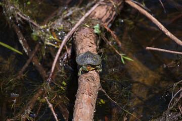 Turtle in the sun on a log
