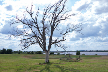 Barren tree in a field with storm clouds in background