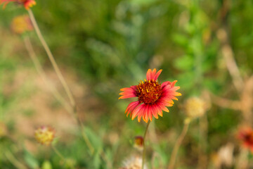 Texas indian blanket flower or firewheel closeup for annual wildflower in nature with blurred background.