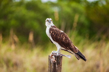 Osprey with the catch