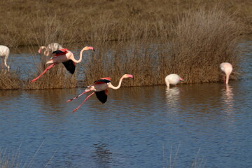 flamingo