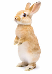 Obraz premium Adorable standing rabbit with fluffy fur and bright eyes, perfect for nature, pet, or wildlife-themed projects.