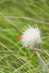 Little skipper on a thistle close-up