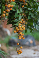 Ora-pro-nóbis com folhas e frutos