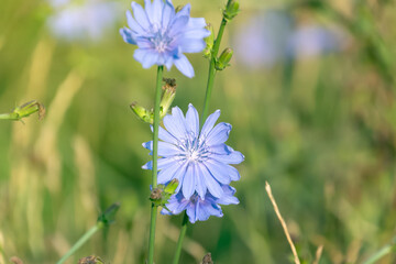 Beautiful blue flowers of Cichorium. Common chicory (Cichorium intybus).