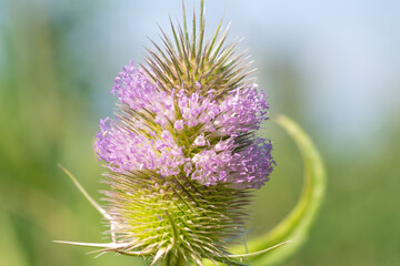 Flowers and head of Dipsacus fullonum. wild teasel, fuller's teasel.