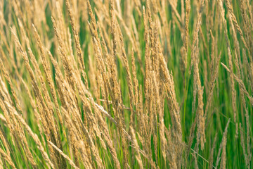 Beautiful ornamental grass in the park.