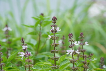 Purple basil flower in natural light, herb