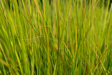 Tall green grass, close-up. Natural background.