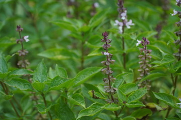 Purple basil flower in natural light, herb