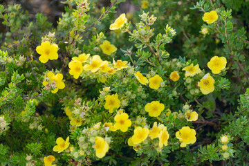 Dasiphora fruticosa flowers. shrubby cinquefoil, golden hardhack, bush cinquefoil, shrubby five-finger, widdy, kuril tea