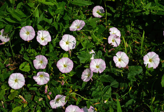 Ackerwinde; Convolvulus arvensis; field bindweed;