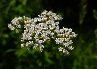 Echter Baldrian, Arzneibaldrian; Großer Baldrian; Valeriana officinalis; garden valerian; garden...