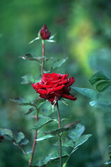 Red rose in the garden on the background of the green foliage.