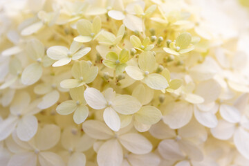 White flower background. Beautiful white flowers Hydrangea paniculata, panicle hydrangea in the garden