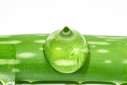 Close-up of aloe vera gel droplet on fresh leaf