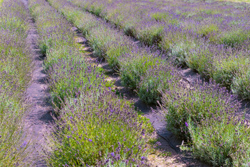 Fototapeta premium Lavender field. Beautiful purple decorative flowers. Lavandula.