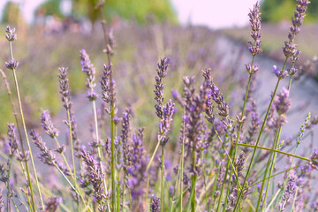 Lavender flowers, close-up. Beautiful purple decorative flowers. Lavandula. perennial flowering plants.