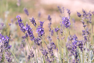 Lavender flowers, close-up. Beautiful purple decorative flowers. Lavandula. perennial flowering plants.