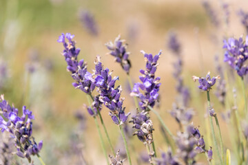 Lavender flowers, close-up. Beautiful purple decorative flowers. Lavandula. perennial flowering plants.