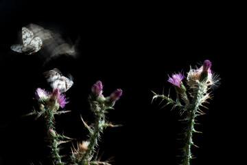 Butterflies in motion around nighttime thistles