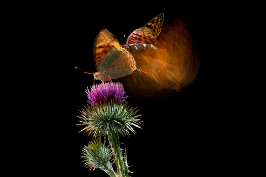 Butterfly in Motion on a Thistle Flower