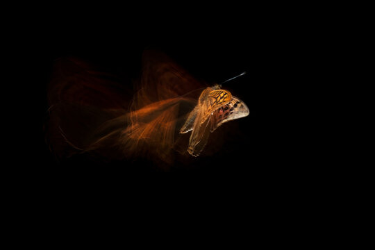 Ethereal butterfly in motion on a dark background