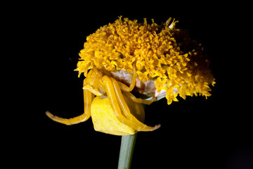 Crab spider mimicking on a yellow flower against black