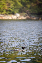 Single common loon swimming around a bay with trees in the background. Blunden Harbour, British Columbia, Canada