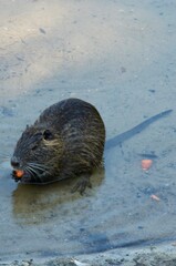 A nutria near a riverbank, showcasing its wet fur and natural habitat by the water in an outdoor environment.