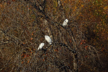 egret