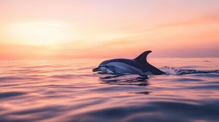 Fototapeta premium A dolphin's dorsal fin breaking the surface of the water as it swims in a calm ocean at dawn, with soft pink and orange hues in the sky.