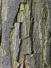 Beautiful close-up of the bark of prunus salasii