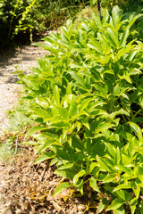 Helianthemum Canum plant in Zurich in Switzerland