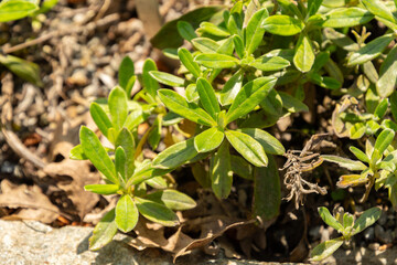 Lithodora Oleifolia plant in Zurich in Switzerland