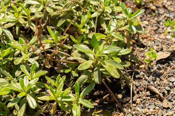 Lithodora Oleifolia plant in Zurich in Switzerland