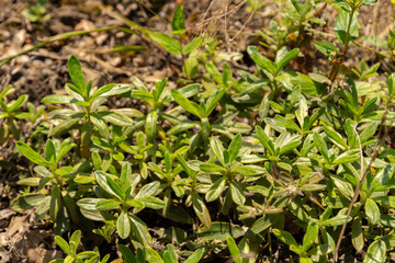 Lithodora Oleifolia plant in Zurich in Switzerland