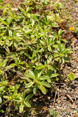 Lithodora Oleifolia plant in Zurich in Switzerland