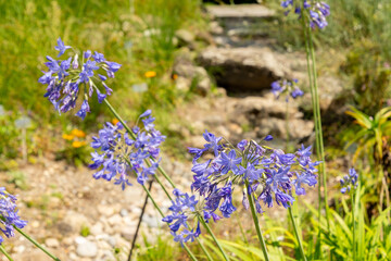 Agapanthus Headbourne plant in Zurich in Switzerland