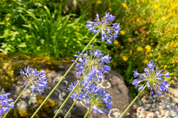 Agapanthus Headbourne plant in Zurich in Switzerland