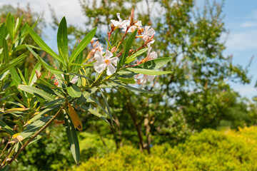 Oncocalyx Schimperi plant in Zurich in Switzerland