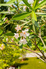 Oncocalyx Schimperi plant in Zurich in Switzerland