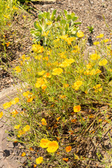 California poppy or Eschscholzia Caespitosa plant in Zurich in Switzerland