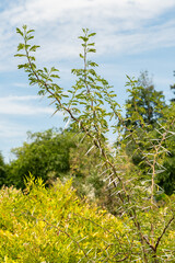 Fototapeta premium Sweet thorn or Vachellia Karroo plant in Zurich in Switzerland