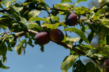 Prunus Domestica plant in Zurich in Switzerland
