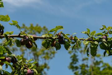 Prunus Domestica plant in Zurich in Switzerland