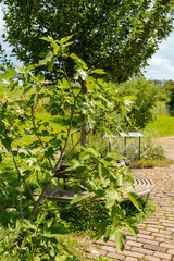 Fig or Ficus Carica plant in Zuich in Switzerland
