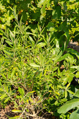 Olive or Olea Europaea plant in Zurich in Switzerland